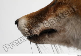 Red fox mouth nose 0005.jpg